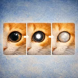 cambios en los ojos de un gato con atrofia progresiva de retina mostrando evolución de la enfermedad y pérdida 
                          de visión felina, síntomas visibles de apr en gatos