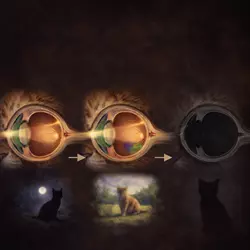 progresión de la atrofia progresiva de retina en gatos mostrando deterioro de la visión nocturna y diurna hasta 
                          ceguera felina, enfermedad ocular en gatos explicación visual