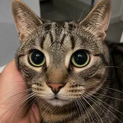 Primer plano de gato con pupilas muy dilatadas incluso con luz, señal de alerta 
                          de problemas oculares, ceguera felina o enfermedad de retina en gatos domésticos
