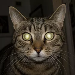 Primer plano de gato con ojos brillantes que reflejan la luz, posible síntoma 
                          de enfermedad ocular, daño en la retina o inicio de ceguera en gatos domésticos