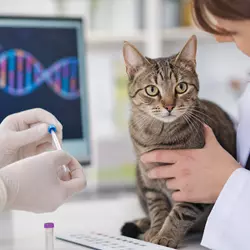 Veterinario realizando prueba genética a gato doméstico para diagnóstico 
                          temprano de enfermedades felinas y control de salud animal en clínica 
                          veterinaria