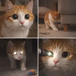 signos clínicos de atrofia progresiva de retina en gatos como pupilas dilatadas, reflejo ocular anormal y 
                          dificultad para orientarse, síntomas de pérdida de visión felina