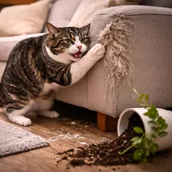 Gato arañando sofá y tirando objetos en casa mostrando comportamiento destructivo por estrés en 
                           gatos, ansiedad felina y problemas de conducta en el hogar