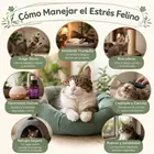 Estrés en Gatos