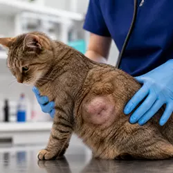 Imagen que muestra a un gatito con malestar y dolor en el área de la inyección, representando 
                          efectos poco frecuentes tras la vacuna trivalente felina, como hinchazón, enrojecimiento o 
                          reacciones alérgicas. Estos efectos son raros y suelen ser temporales.