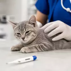 Imagen que ilustra a un gatito con fiebre, cansancio y síntomas leves, representando los efectos 
                          secundarios normales tras la vacuna trivalente felina. Estos efectos incluyen somnolencia, fiebre 
                          leve y malestar temporal, los cuales suelen desaparecer en pocas horas.